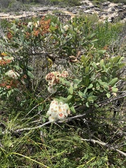 Angophora hispida