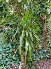 Cordyline obtecta
