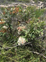 Angophora hispida