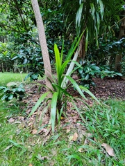 Cordyline obtecta