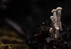 Asterophora parasitica