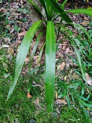 Cordyline obtecta