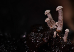 Asterophora parasitica