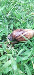 Achatina