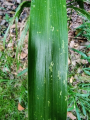 Cordyline obtecta
