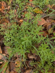 Galium aparine