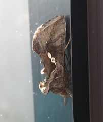 Chrysodeixis