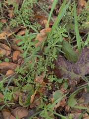 Galium aparine