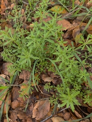 Galium aparine
