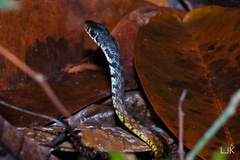 Xenochrophis maculatus