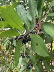 Ardisia squamulosa