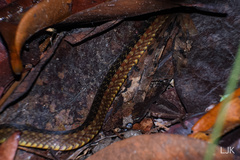 Xenochrophis maculatus