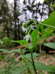 Solanum nodiflorum nutans
