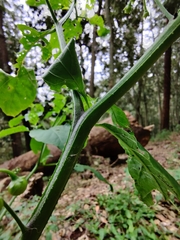 Solanum nodiflorum nutans