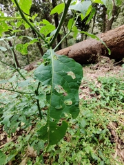 Solanum nodiflorum nutans