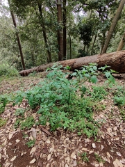 Solanum nodiflorum nutans