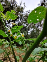 Solanum nodiflorum nutans