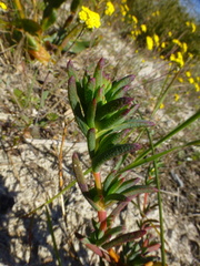 Lampranthus stenopetalus