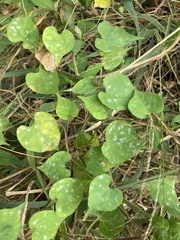 Erysiphaceae