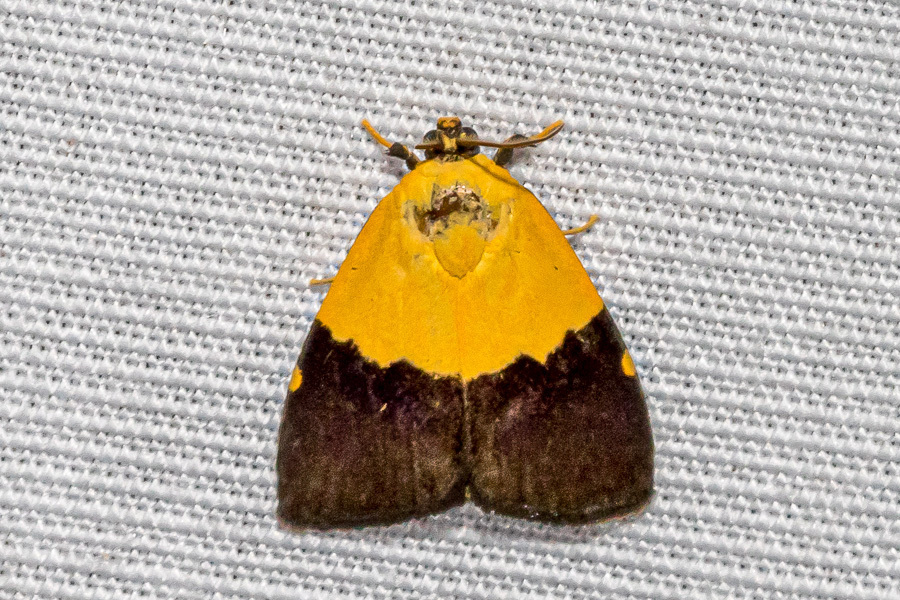 Bursadella hemichryseis