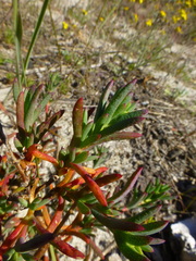 Lampranthus stenopetalus