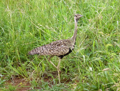 Lissotis melanogaster