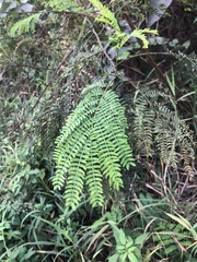 Leucaena