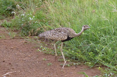 Lissotis melanogaster