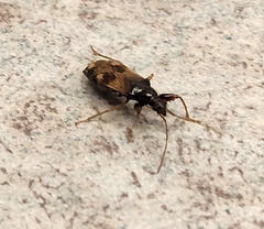 Pseudopamera nitidula