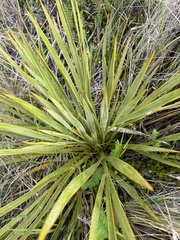 Aciphylla aurea