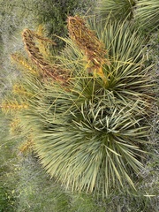 Aciphylla aurea