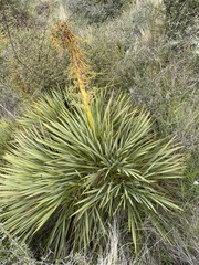 Aciphylla aurea