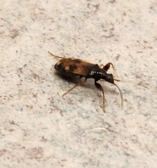 Pseudopamera nitidula