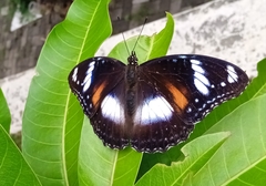 Hypolimnas bolina