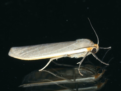 Palaeosia