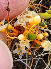 Cuscuta tasmanica