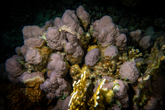 Porites rus