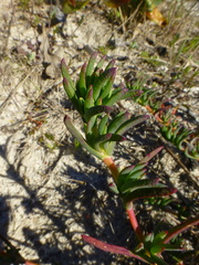 Lampranthus stenopetalus