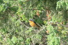 Phoenicurus moussieri