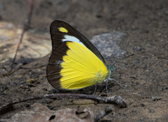Appias lyncida