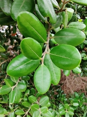 Metrosideros kermadecensis