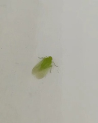 Tropiduchinae
