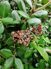 Metrosideros kermadecensis