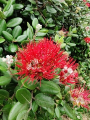 Metrosideros kermadecensis