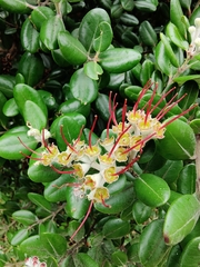 Metrosideros kermadecensis