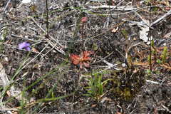 Drosera spatulata