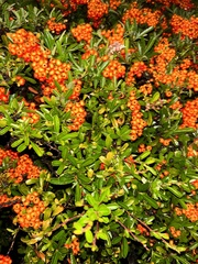 Pyracantha angustifolia