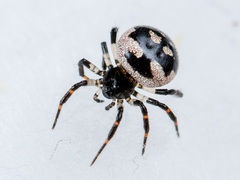 Euryopis saukea