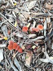 Marasmius elegans