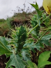 Argemone subfusiformis